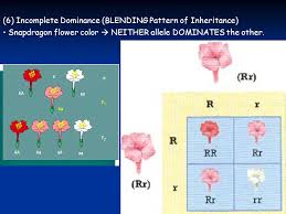 Chapter 9 Fundamentals Of Genetics 9 1 Mendel S Legacy 9 2 Genetic Crosses Ppt Download