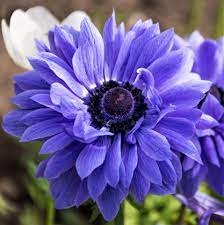 Anemone Lord Lieutenant Easy To Grow Bulbs Bulb Flowers Anemone