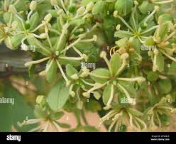 Image result for Boscia foetida
