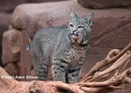 The florida panther is the most endangered animal in north america, with a surviving population of about 150 in the wild. Bobcat International Society For Endangered Cats Isec Canada