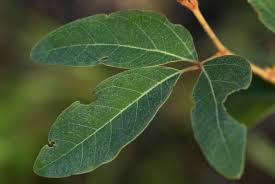 Image result for Rhoicissus revoilii