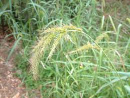 Image result for Echinochloa crus-pavonis