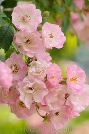 Photo Rosa Blush Rambler Rose By Tina Horst Herzig Photography Rosa Garten Rosafarbene Bluten Liebe Blumen