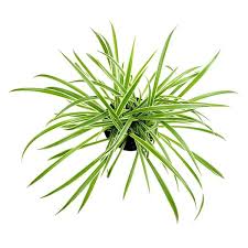 Image result for Chlorophytum anceps