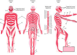 Dermatomal Distribution Definition Of Dermatomal