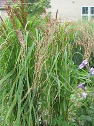 Image result for Eragrostis tef