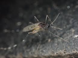 Image result for Orthopichonia