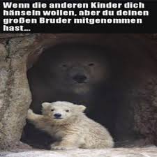 So ähnlich wie youtube, nur mit allen arten von dateien (bilder pps, videos). Funpot Ein Pot Voller Spass Und Sehenswertem Polar Bear Animals Brown Bear