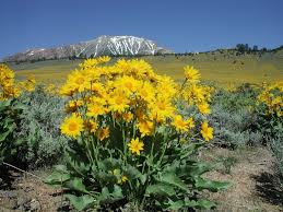 Image result for Tacazzea rosmarinifolia