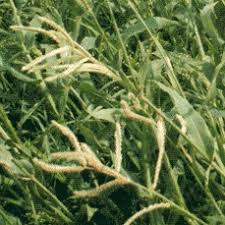 Image result for Echinochloa pyramidalis