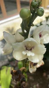 Image result for Microcoelia physophora