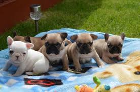 The french bulldog also affectionately known as, the frenchie, frenchie puppies, appeared during the 19th century in nottingham, england as a smaller version of the english bulldog and is often referred to as the toy english bulldog. French Bulldog Puppies For Sale Alberton Dogs Puppies Public Ads 91904