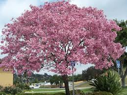 Image result for Tabebuia heterophylla