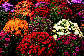 During the summer months, it needs you to water it almost daily and add a little fertilizer every month so that this plant is nourished by a series of vitamins and minerals that help it flourish. Fall Planting Guide Everything You Need To Know The Dirt Stauffers