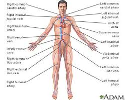 Circulatory System Medlineplus Medical Encyclopedia Image Circulatory System Abdominal Aorta Carotid Artery