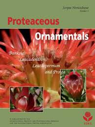 Image result for Protea welwitschii × angolensis