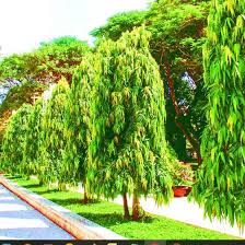 Image result for Monoon longifolium