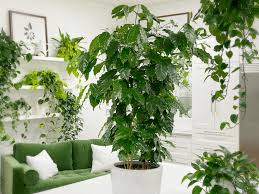 The cucumbers are dying, 2 died, thier stalks are turning dry. Coffee Tree Coffea Arabica Care Difficulty Moderate Amiesue Com