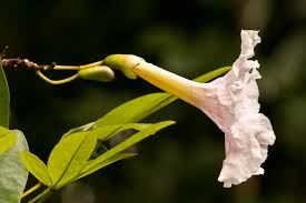 Image result for Tabebuia heterophylla