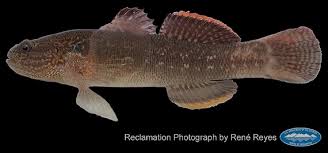 Image result for Triraphis schinzii