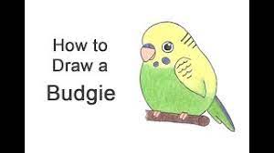 How To Draw A Budgie Parakeet Cartoon Youtube Ideas and techniques in graphite pencil for drawing a budgie. to draw a budgie parakeet cartoon