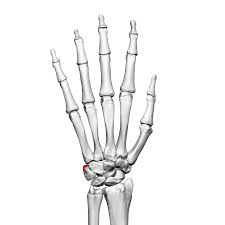 Image result for Pisiform Bone