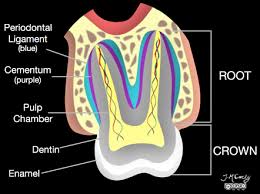 Image result for Tooth Anatomy