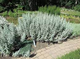 Artemisia ludoviciana silver king grows 2 feet tall and spreads by underground rhizomes. Pin On Courtney S Yard
