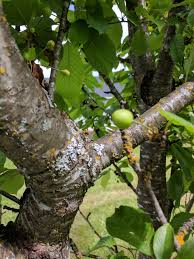 Identical genetic material from one generation to the next means the trees can't evolve, which gives pests and diseases a clear advantage for outcompeting the fruit. Disease On Fruit Trees 400143 Ask Extension