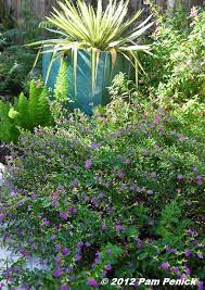 Plant This Mexican Heather Digging Plants Backyard Plants Texas Native Landscaping