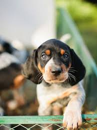 The puppy had a home until last night when the new owners said he was being bullied by their other dogs, and so my friend had to pick him. Blue Tick Hound Puppy Blue Tick Hound Puppy Coonhound Puppy Hound Puppies