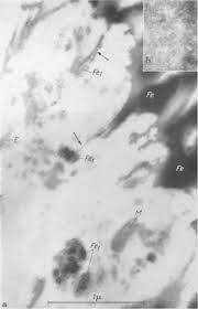 Kom·pos n pupuk campuran yg terdiri atas bahan organik (spt daun dan jerami yg membusuk) dan kotoran hewan; Https Link Springer Com Content Pdf 10 1007 Bf02438758 Pdf