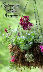 rustic sphagnum moss hanging planter for a dazzling floral display planters plants rattan fruit basket
