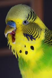 Big Birds You Can Have As Pets Big Yawn Budgies Pet Birds Parakeet
