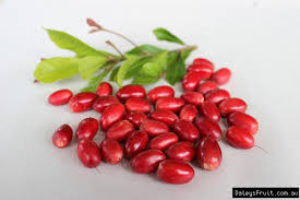 Just added to your cart. Miracle Fruit Synsepalum Dulcificum