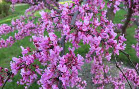 Maybe you would like to learn more about one of these? So Many Native Trees For You This Spring Tallahassee Nurseries Tallahassee S Premier Garden Center Landscaping