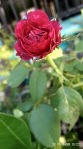 Kali ini saya akan membahas tentang bunga mawar. Iseng Iseng Memanjakan Hobiku Untuk Foto Mawar Bunga Tanaman Mawar