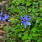 Image result for Aristea abyssinica