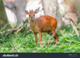 Image result for Cola natalensis