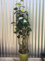 Image result for Polyscias