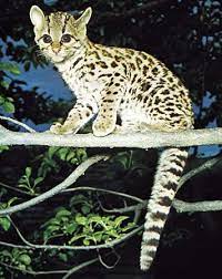 Get this list of safe herbs for your cats to enjoy! Feline Definition Species And Facts Britannica