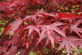 Atropurpureum is a naturally occurring variant having numerous cultivars. Der Rhododendron Shop Von Hobbie Aus Westerstede Acer Palmatum Atropurpureum
