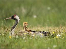 Our product range includes solar panels, inverters, mounting systems, power optimisers and accessories.we attach great importance to high quality products as well as top professional advice for customers and project partners. Der Kranich Vogel Des Glucks Im Naturpark Naturpark Dummer