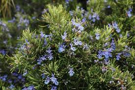 Rosemary is a herb used in cooking. Rosemary Planting Growing And Harvesting Rosemary Plants The Old Farmer S Almanac
