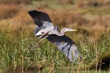 Bobolinks, Herons & More: Birding at Millennium Park