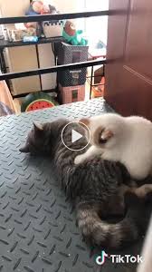 Il Video Breve Tik Tok Animals Di Original Sound Turkeyanimals Cute Baby Animals Cute Cats Funny Animal Videos