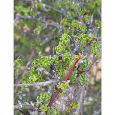 Image result for Commiphora pteleifolia