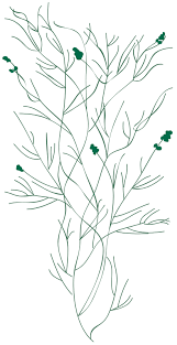 Image result for Stuckenia