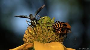 Image result for Keetia hispida