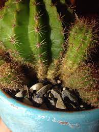 This disease affects several kinds of cacti, cereus, echinocactus, mammillaria, and particularly, opuntia (prickly pear). Pretty Sure This Is Fungus At The Base Of My Cacti Any Fungicide Recommendations Cactiguide Com